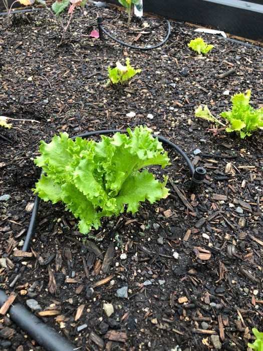 BE2s1KpOTKGeiEYLgo5Pdg