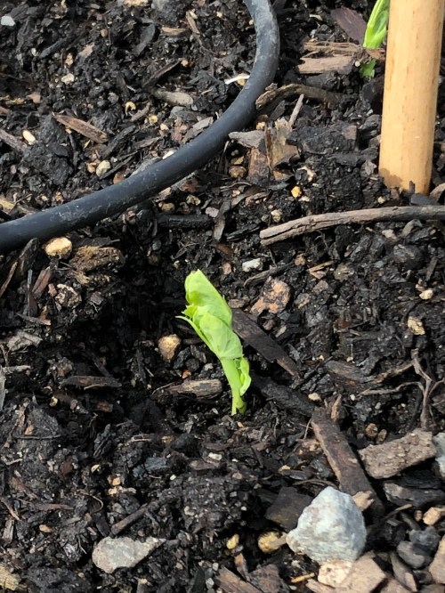 IceCdxvlQSWq3OAEQJHoGw