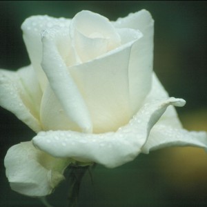 land-of-the-long-white-cloud