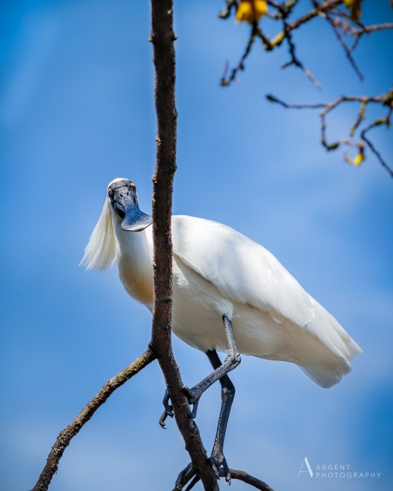 270919_spoonbill_2_small_logo